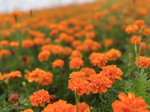 萬壽菊