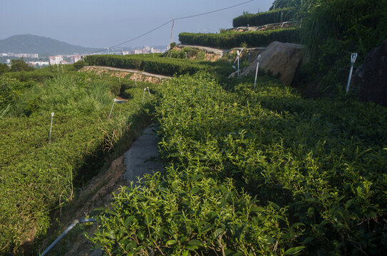 石亭綠茶茶園
