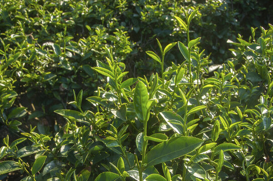 石亭綠茶茶葉