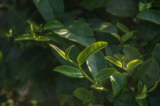 綠茶芽?jī)? loading=