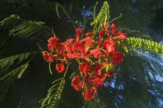 紅花鳳凰木花朵
