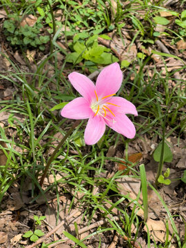 公園里的粉色韭蓮