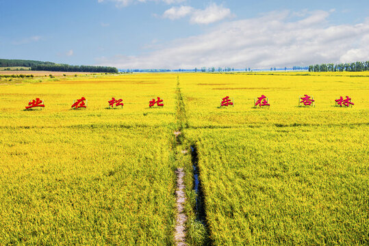 東北成熟的稻田
