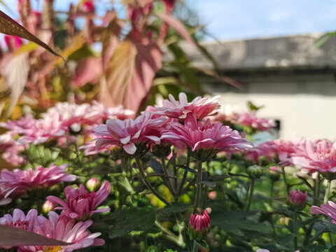粉紅的菊花