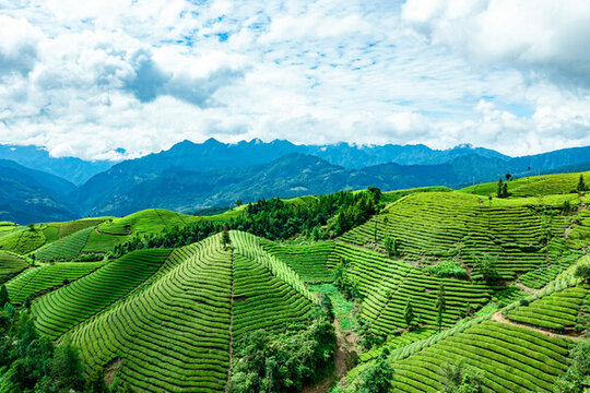 湖北恩施鶴峰木耳山茶園
