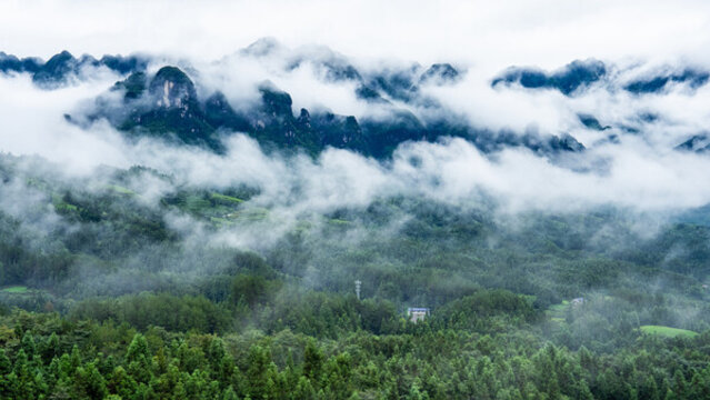 湖北恩施鶴峰木耳山茶園