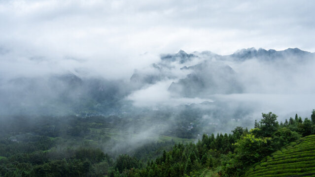 湖北恩施鶴峰木耳山茶園