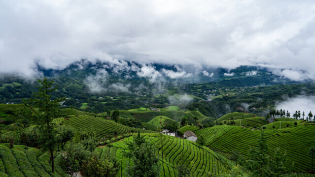 湖北恩施鶴峰木耳山茶園