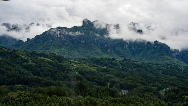 湖北恩施鶴峰木耳山茶園