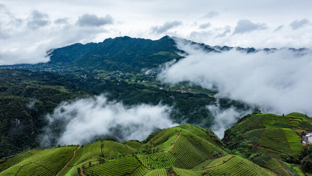 湖北恩施鶴峰木耳山茶園