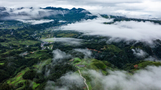 湖北恩施鶴峰木耳山茶園