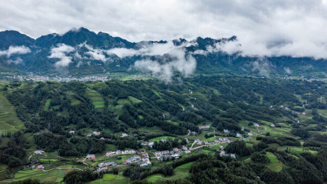 湖北恩施鶴峰木耳山茶園
