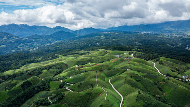 湖北恩施鶴峰木耳山茶園