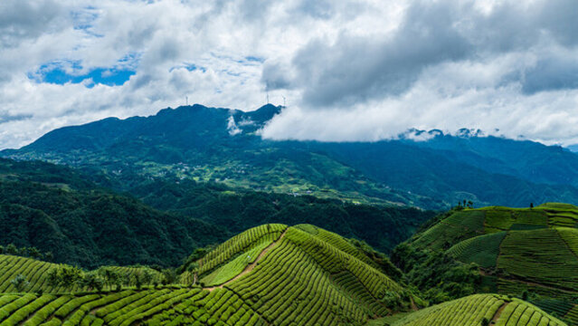 湖北恩施鶴峰木耳山茶園
