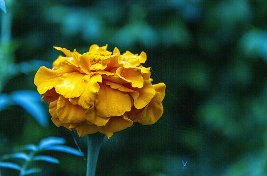 秋雨沐浴萬(wàn)壽菊