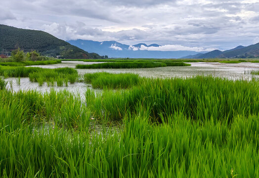 瀘沽湖草海