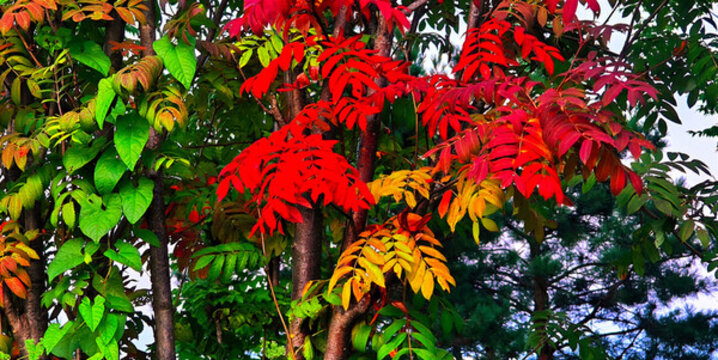 楓葉紅了