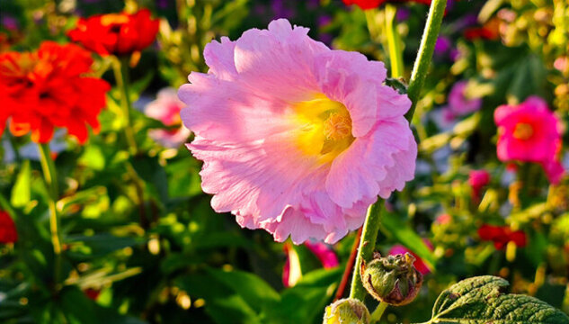 盛開(kāi)的芍藥花