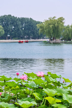 北京什剎海公園的荷花池