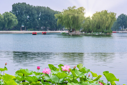 北京什剎海公園的荷花池