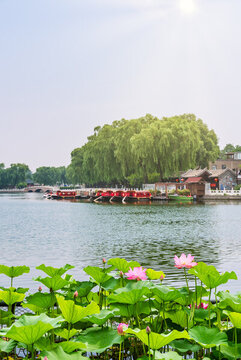 北京什剎海公園的荷花池
