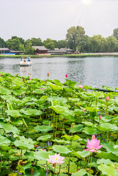 北京什剎海公園的荷花池