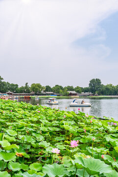 北京什剎海公園的荷花池