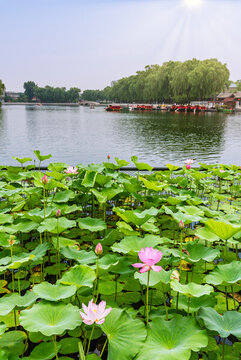 北京什剎海公園的荷花池