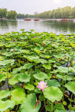 北京什剎海公園的荷花池