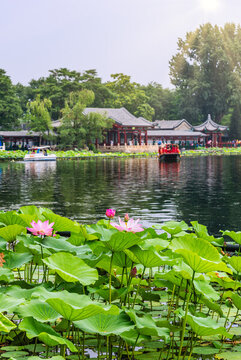 北京什剎海公園的荷花池