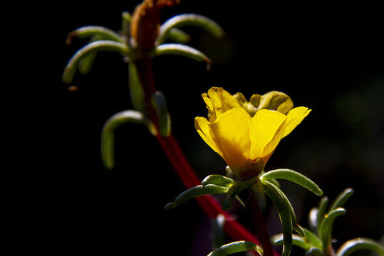 太陽花