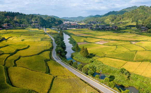 通道坪坦鄉(xiāng)金黃稻田美麗鄉(xiāng)村
