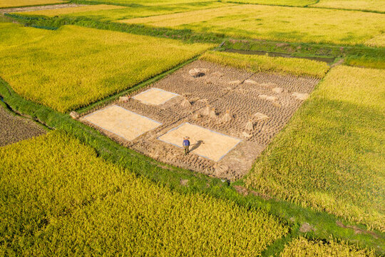 农民伯伯在稻田里晒稻谷景象