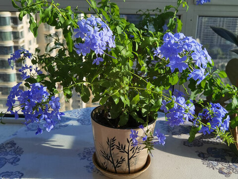 藍(lán)雪花