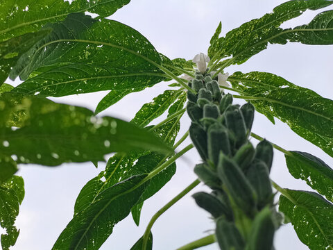 芝麻花莢