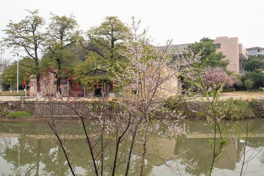 東山書院旁桃花木棉花盛開