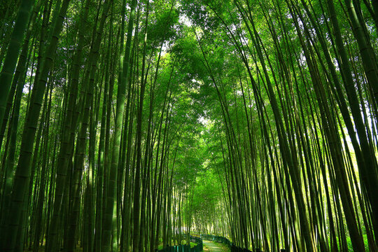 竹林