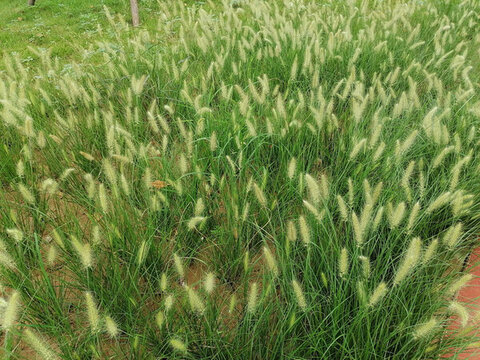 草叢草地