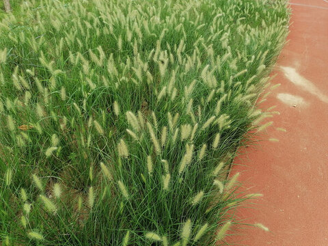 草