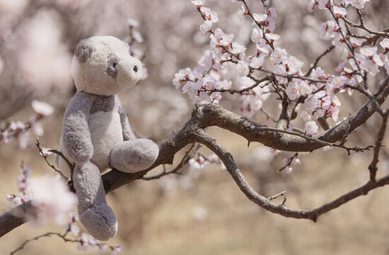 桃花树与玩偶熊