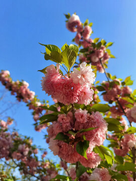櫻花