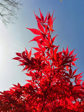 楓葉紅楓楓樹