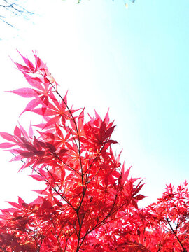 楓葉紅楓楓樹(shù)