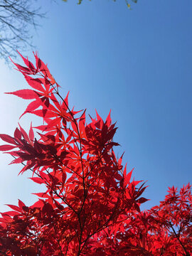 楓葉紅楓楓樹