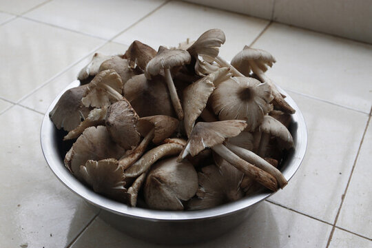 雞樅菌油雞樅