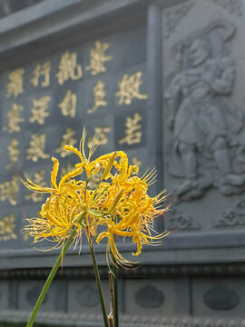 彼岸花