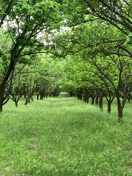 一片綠色的草地和樹林