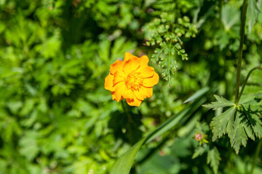 五臺(tái)山藍(lán)天白云青山金蓮花