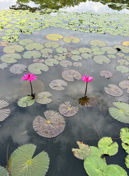 蓮花池