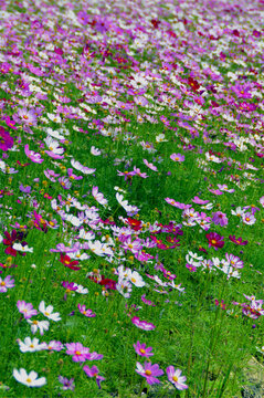 波斯菊花